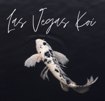 Las Vegas Koi